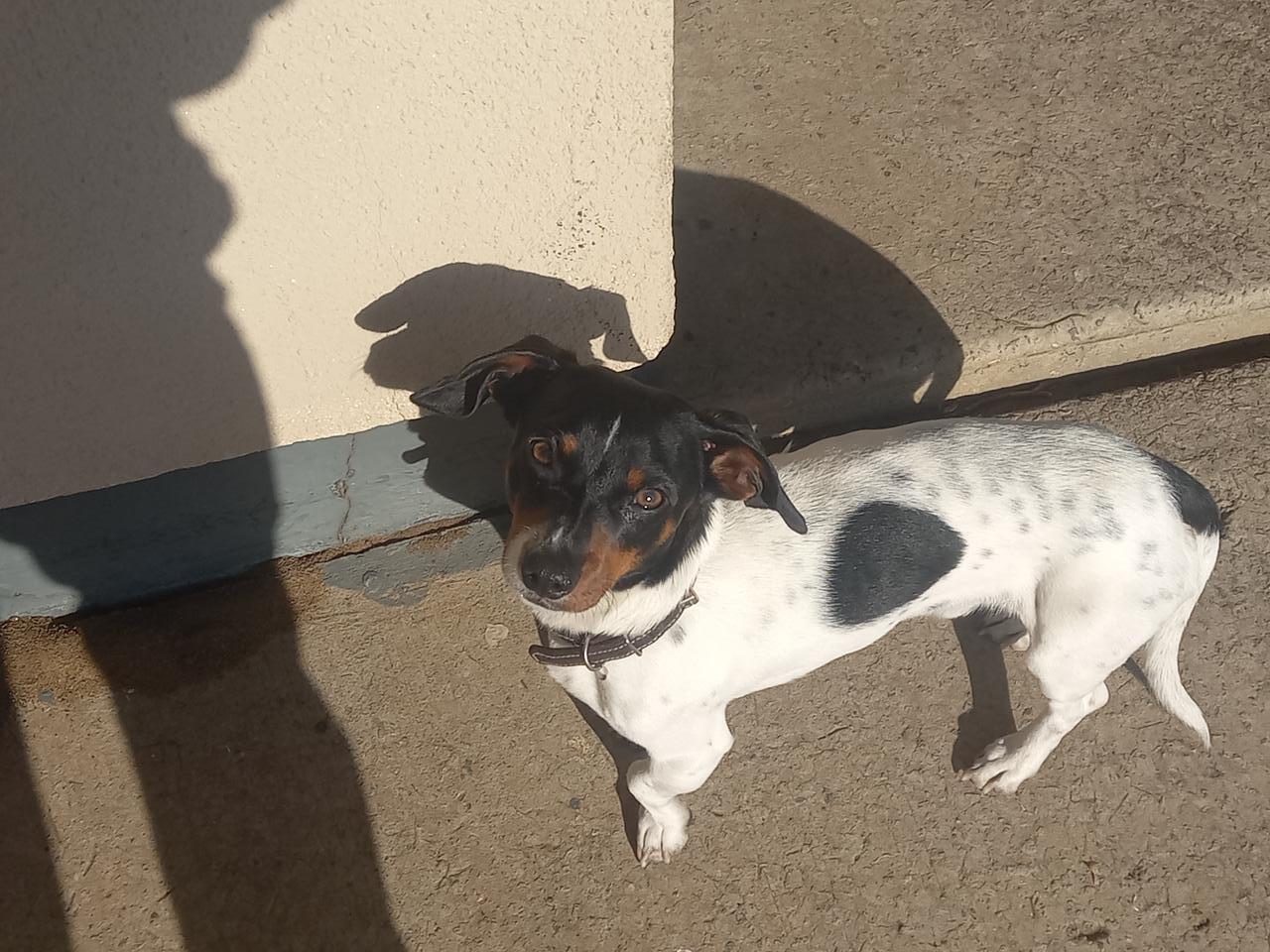 Lost Dachshund Mix - Coen Brits St, Vanderbijl