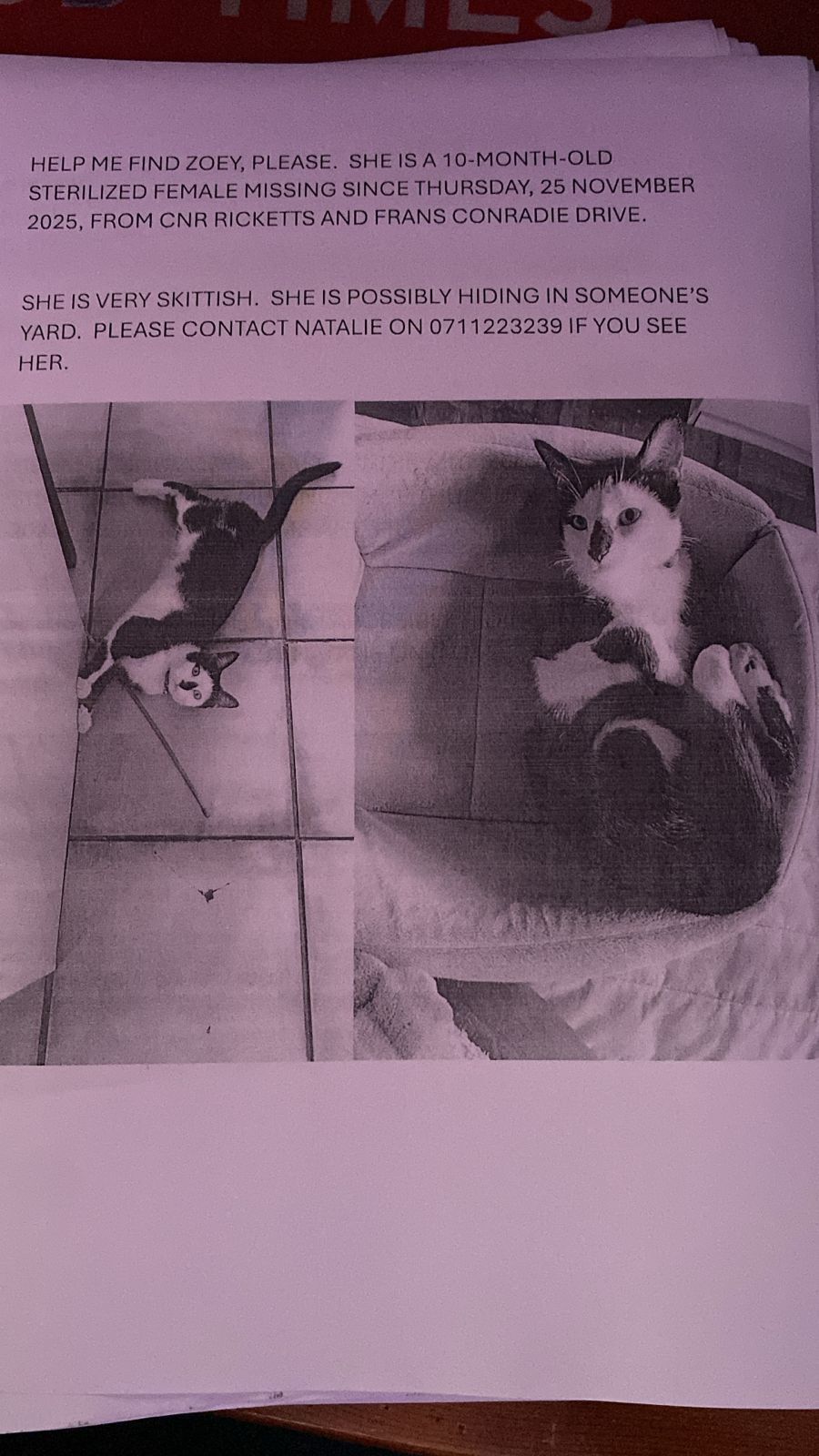 Lost Black & White Cat in Cape Town