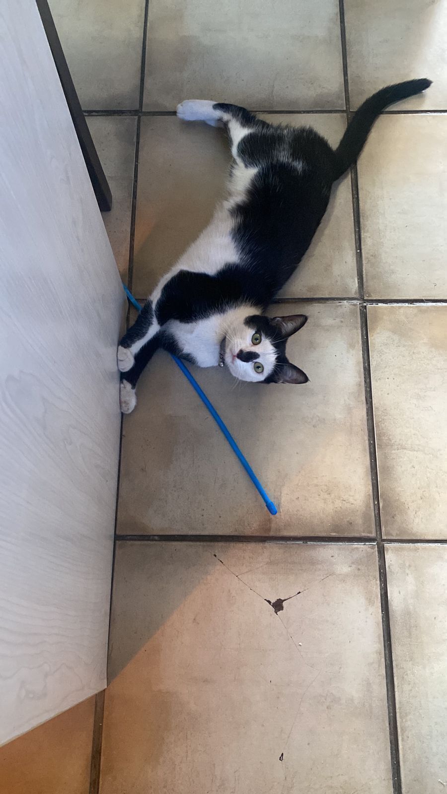 Lost Skittish Kitten: Purple Collar, Cape Town