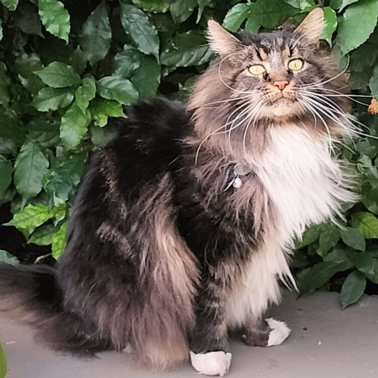 Lost Maine Coon Cat in Roodepoort Area