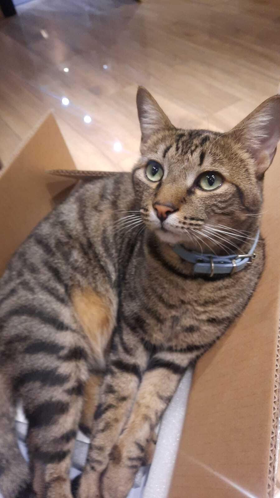 Lost Tabby Cat Mauwi in Potchefstroom