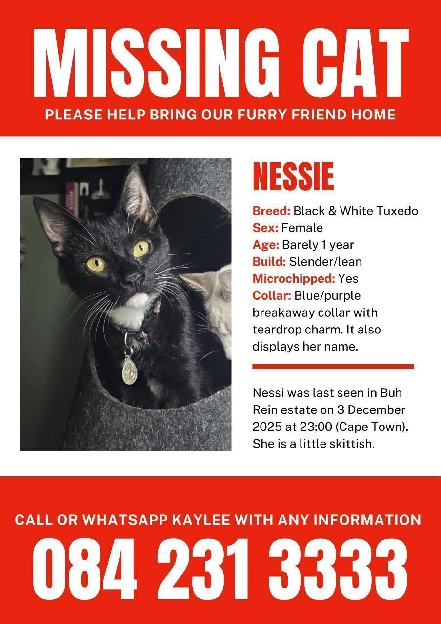 Lost pets , photo: Lost: Skittish Tuxedo Cat in Cape Town