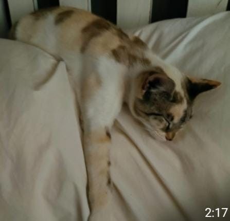 Lost Cat: White & Spotted on Chantecler Ave
