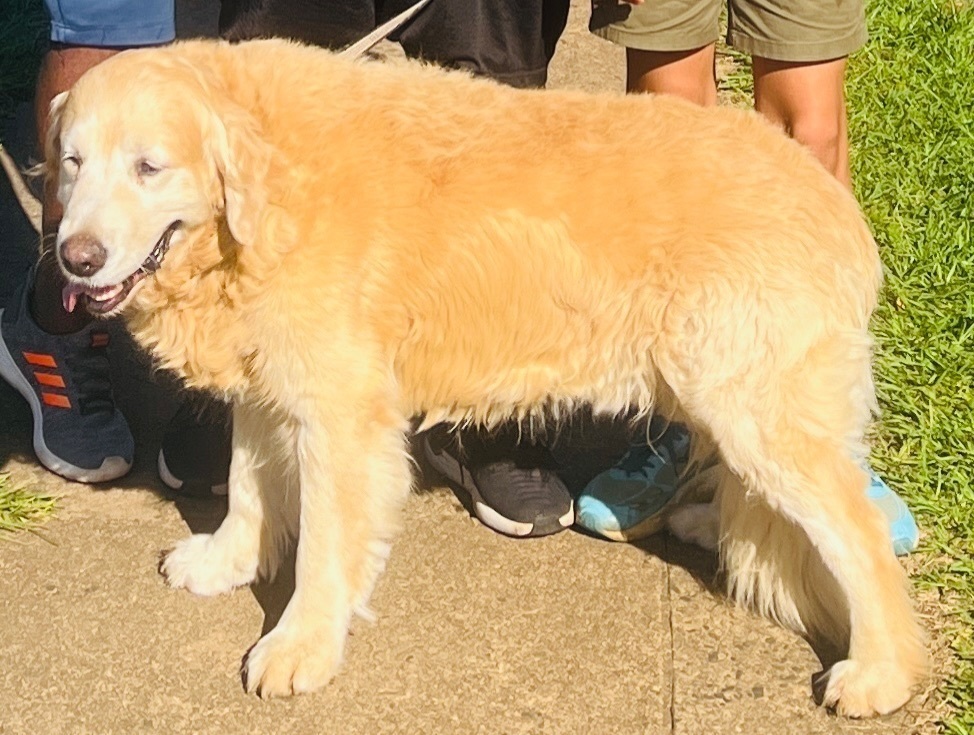 Lost: Friendly Golden Retrieve...