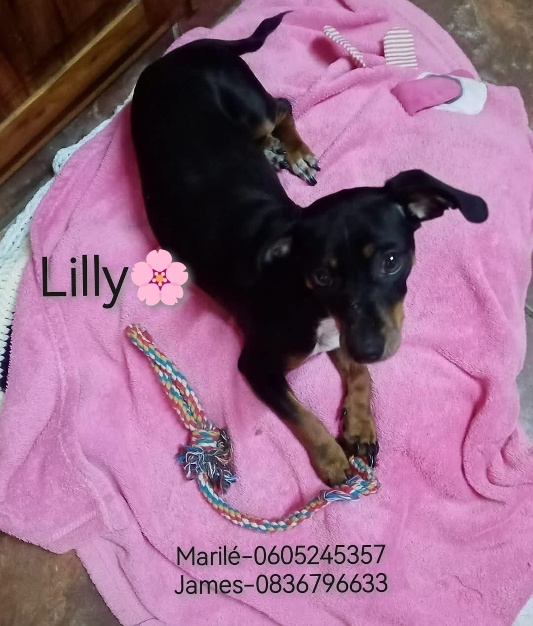 Lost Mini Dachshund Needs Meds - Pretoria