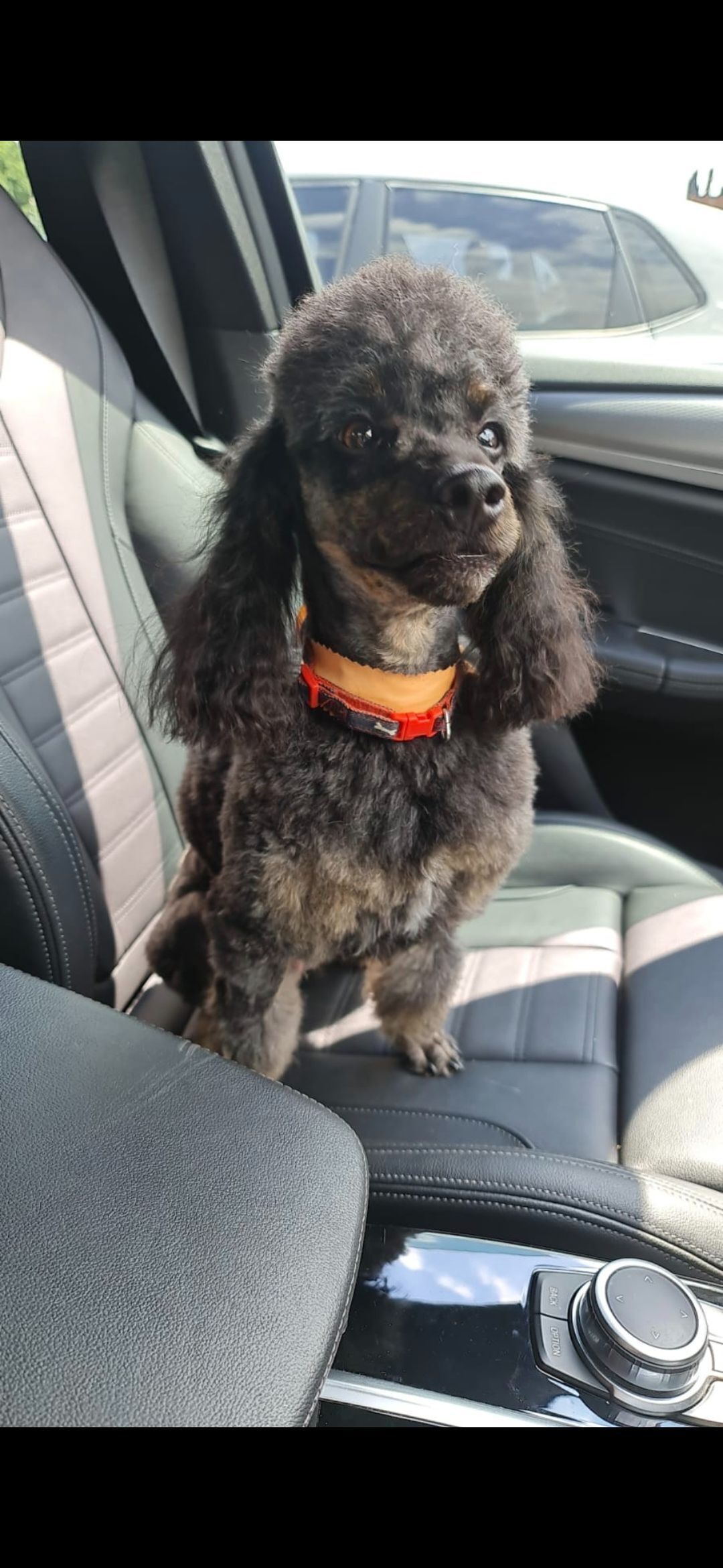 Lost Black Poodle: Reward for Odin