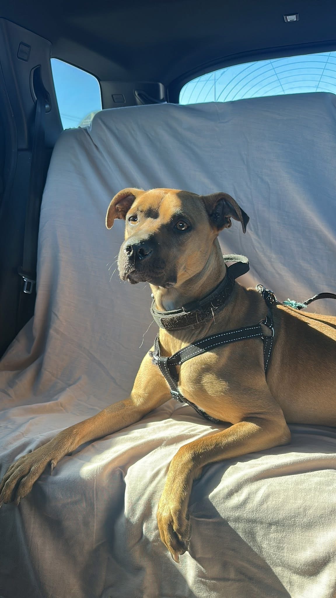 Lost Light Brown Dog in Pearl Valley