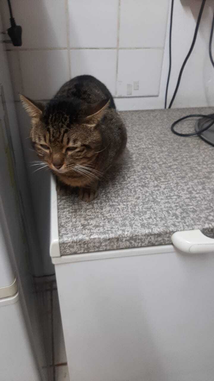 Missing Cat in Pretoria: Irvin...