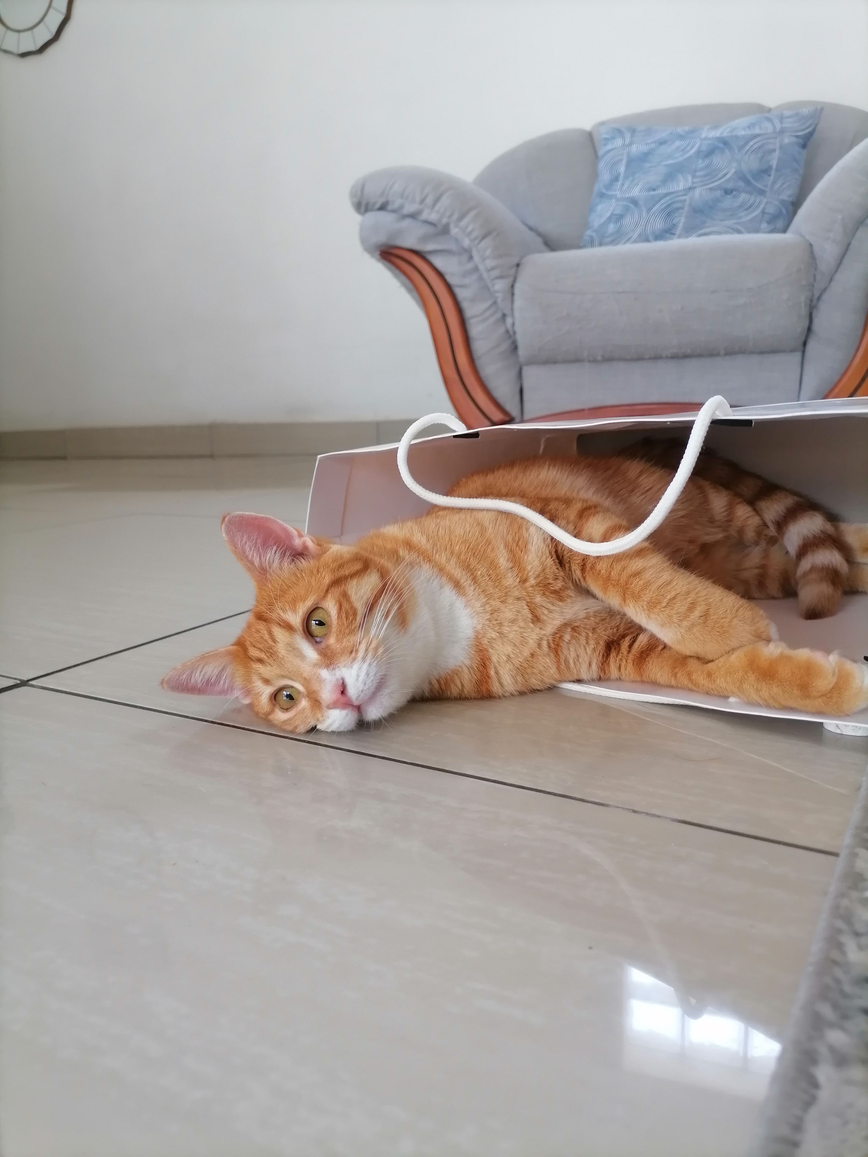 Lost Bright Orange Cat in Chri...