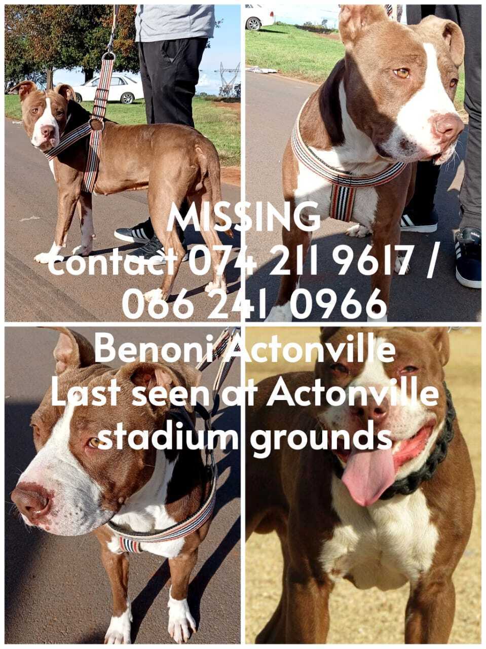 Lost Pitbull: Seen at Actonville Stadium