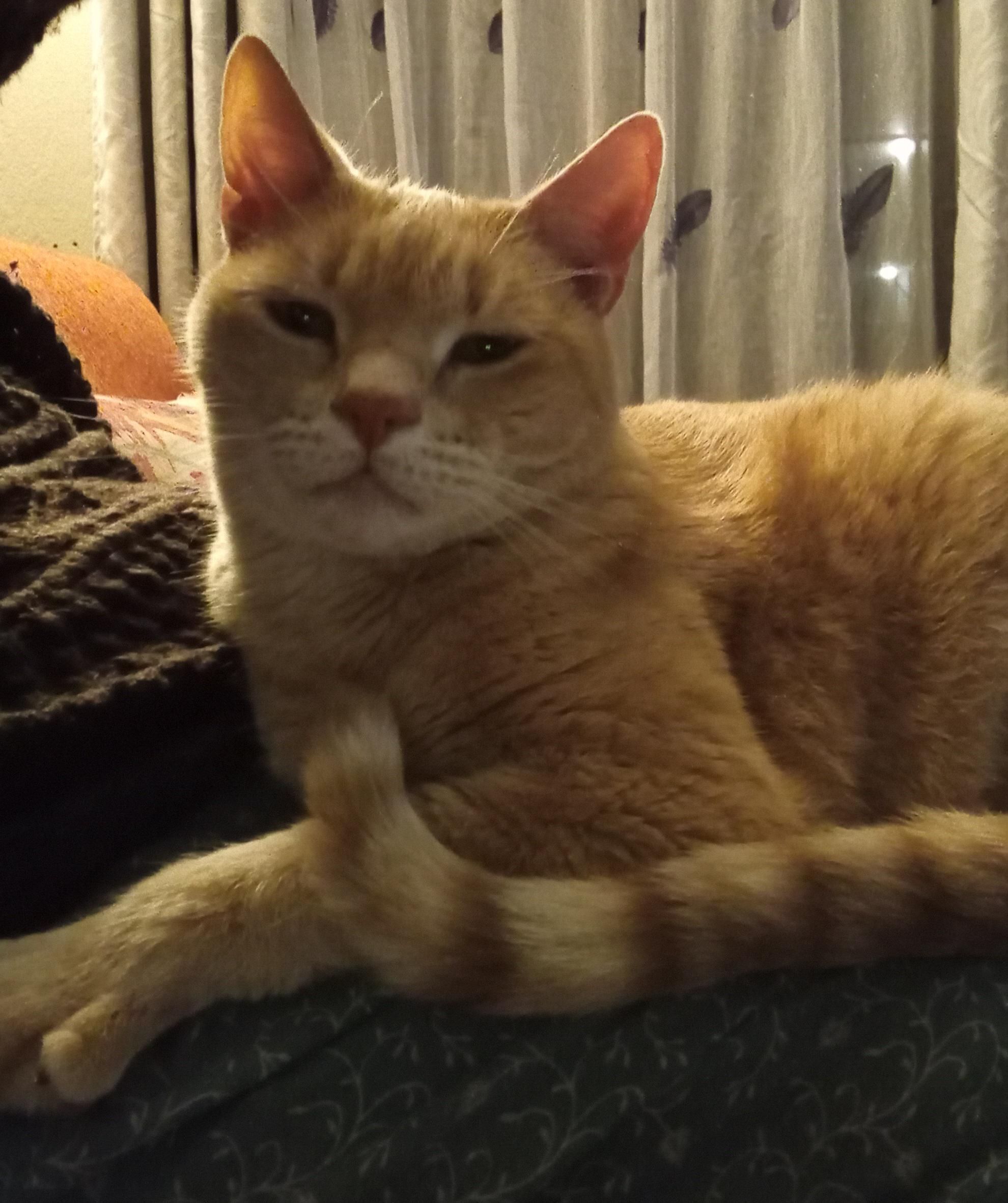 Lost: Nervous Ginger Cat in Sandton