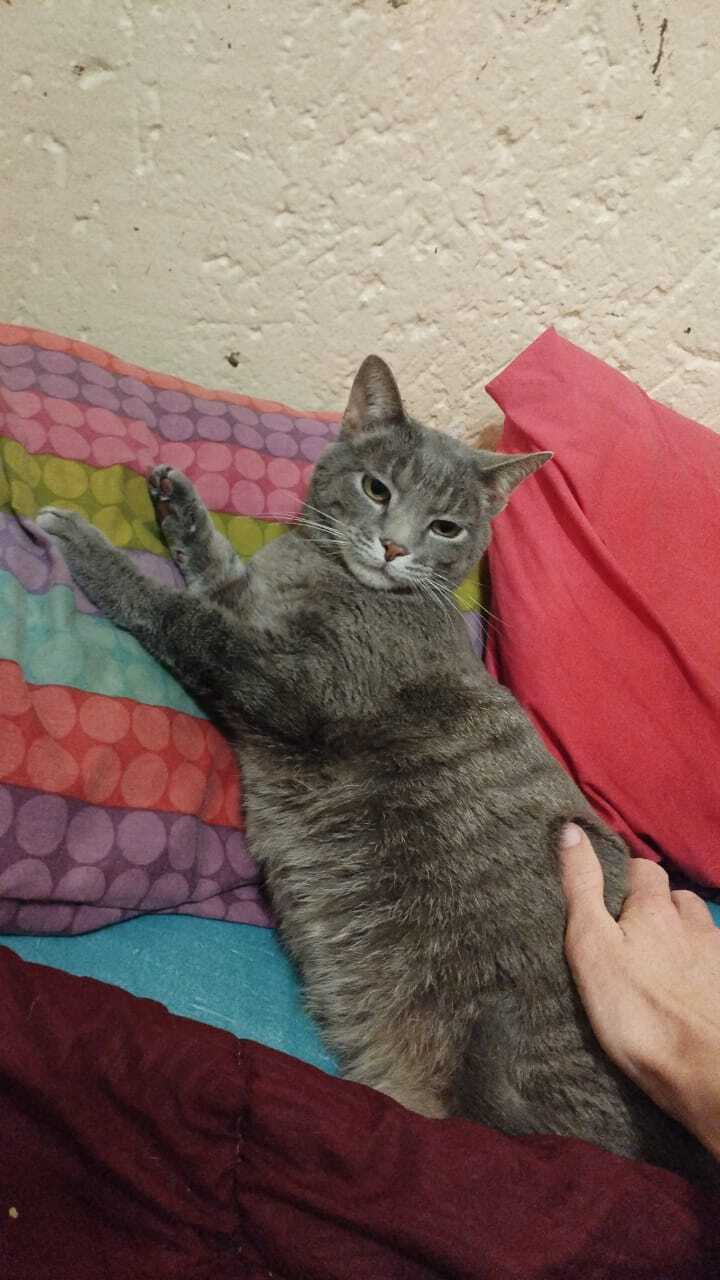 Lost Grey Tabby Cat in Edenvale