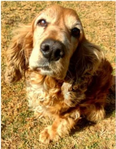 Lost Brown Dog in Midrand, Gauteng