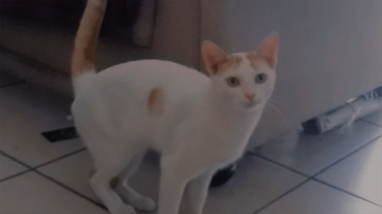 Help Find White Male Cat - Lost in Alberton!