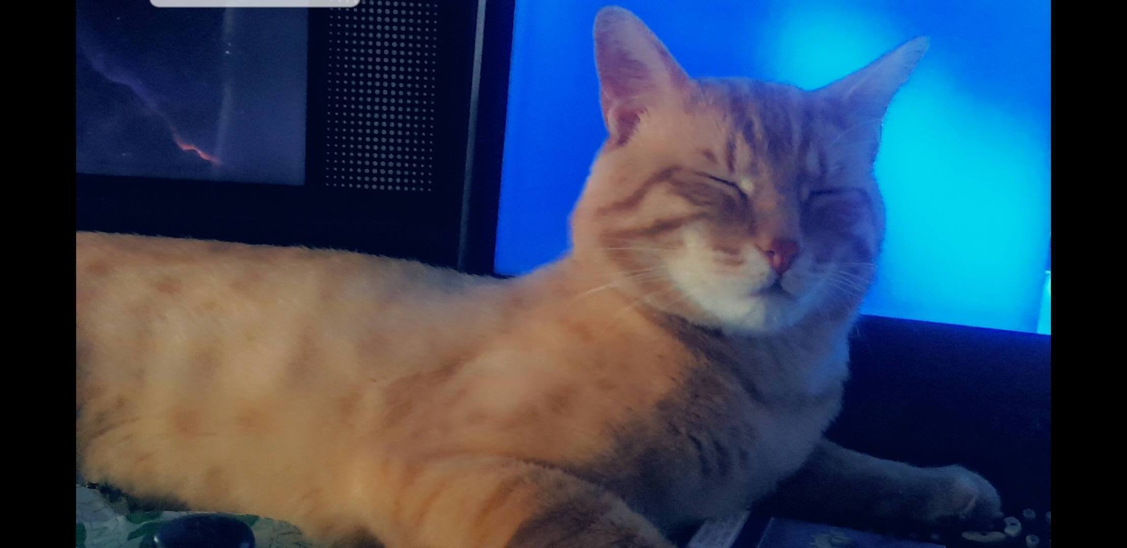 Missing Male Ginger Cat in Centurion