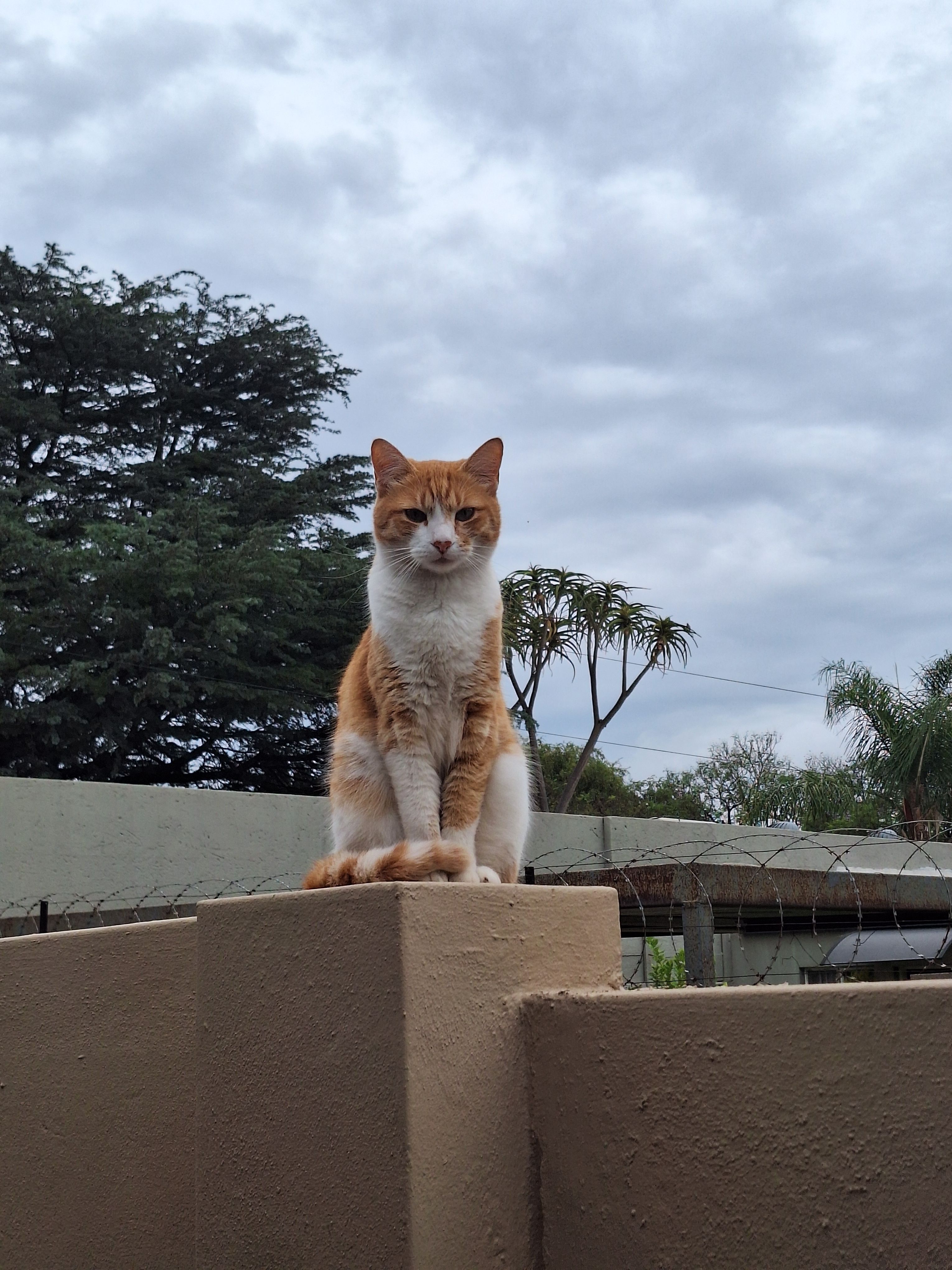 Lost Ginger Cat, 7, Chipped - Pretoria