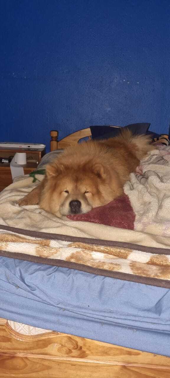 Lost pets Roodepoort, photo: Help Find Enzo: Lost Chow Chow in Roodepoort