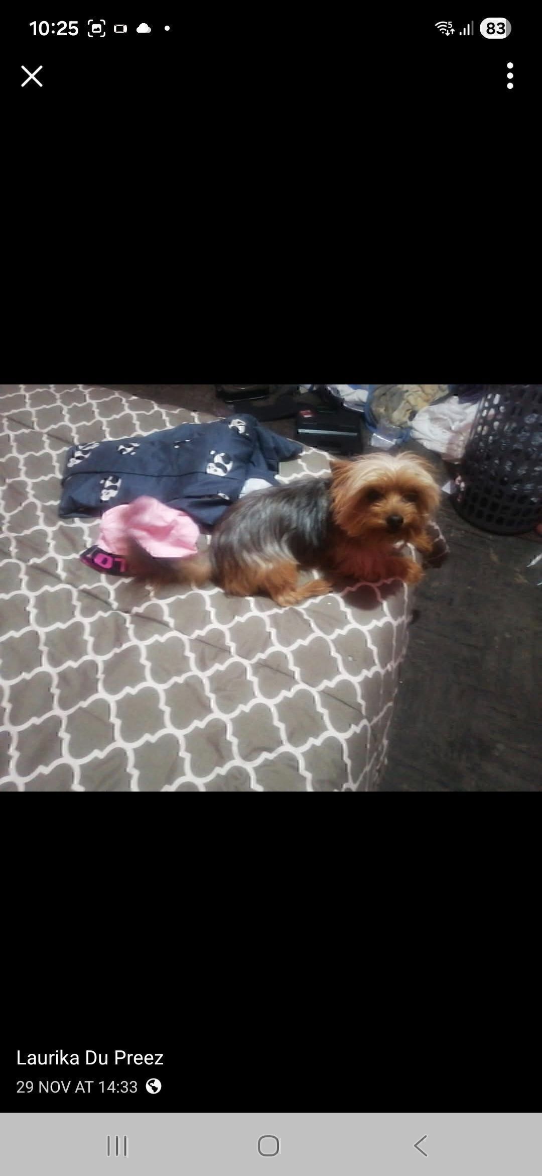 Lost Dog Alert: Welkom, Free S...