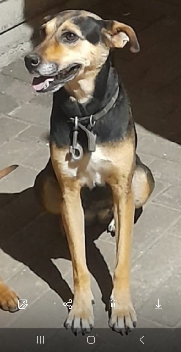 Lost Black Dog: Pregnant, 77th St, Polokwane