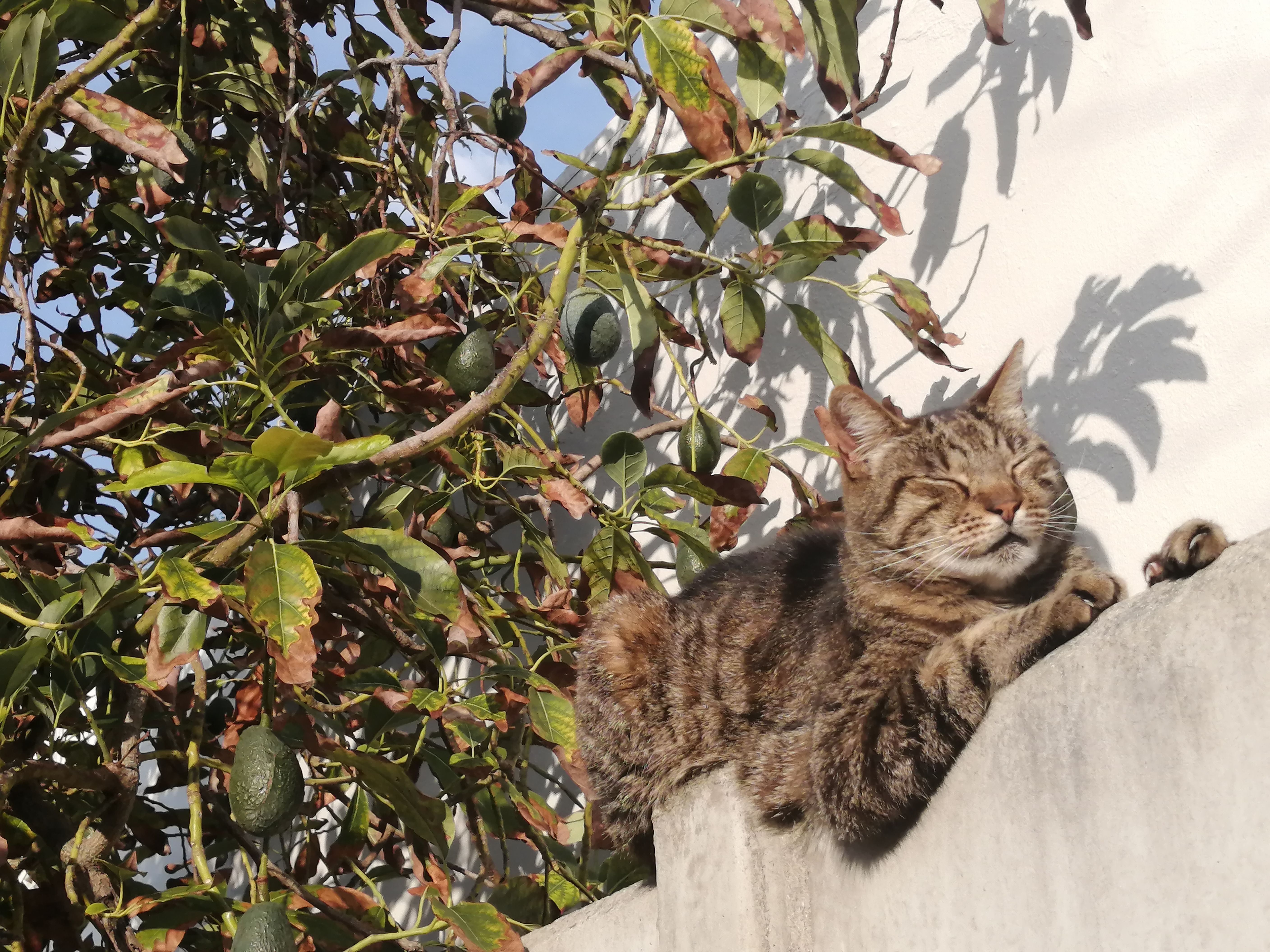 Lost Tabby Cat: Help Us Bring Him Home!