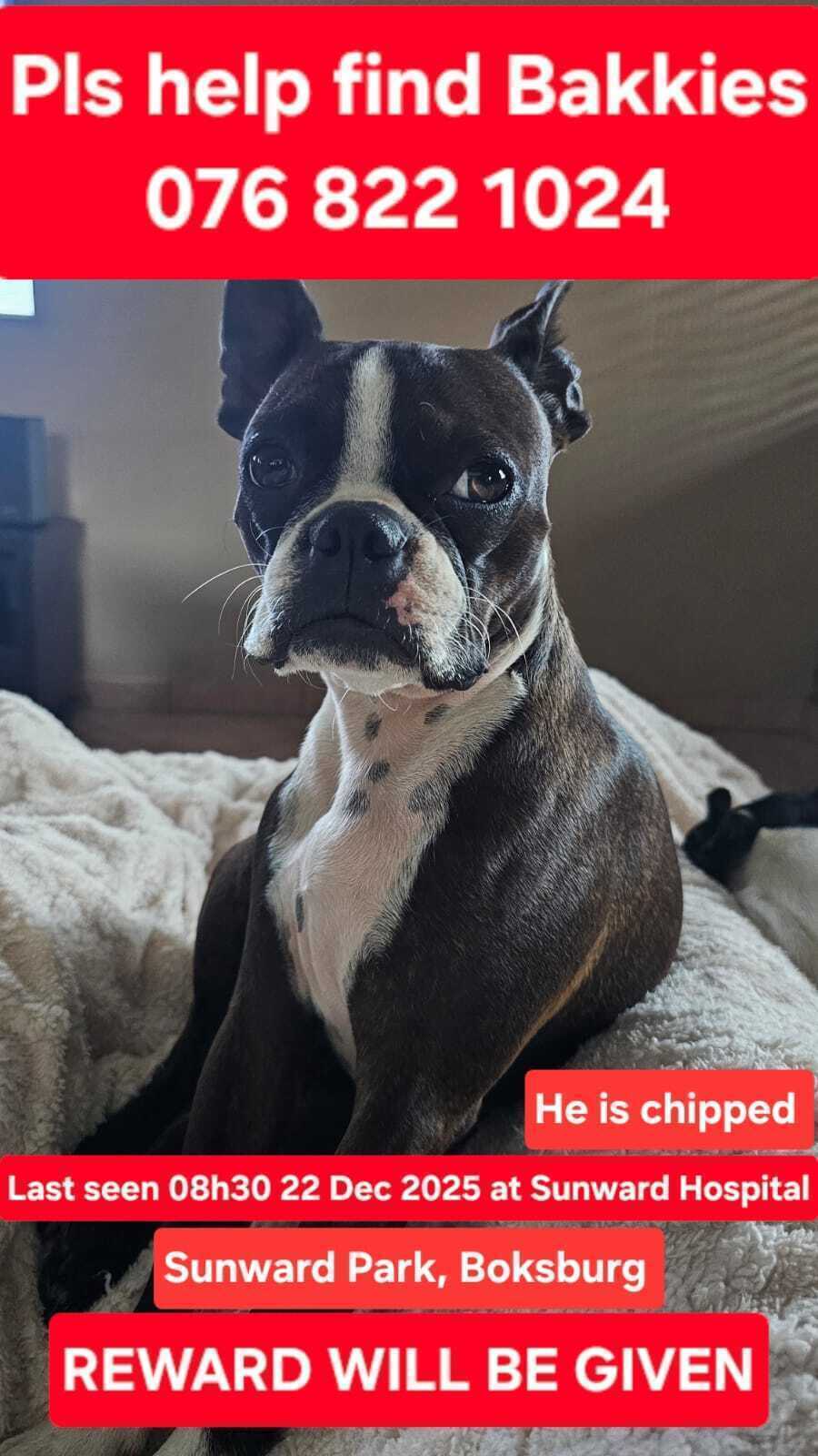Lost Boston Terrier Near Sunward Park