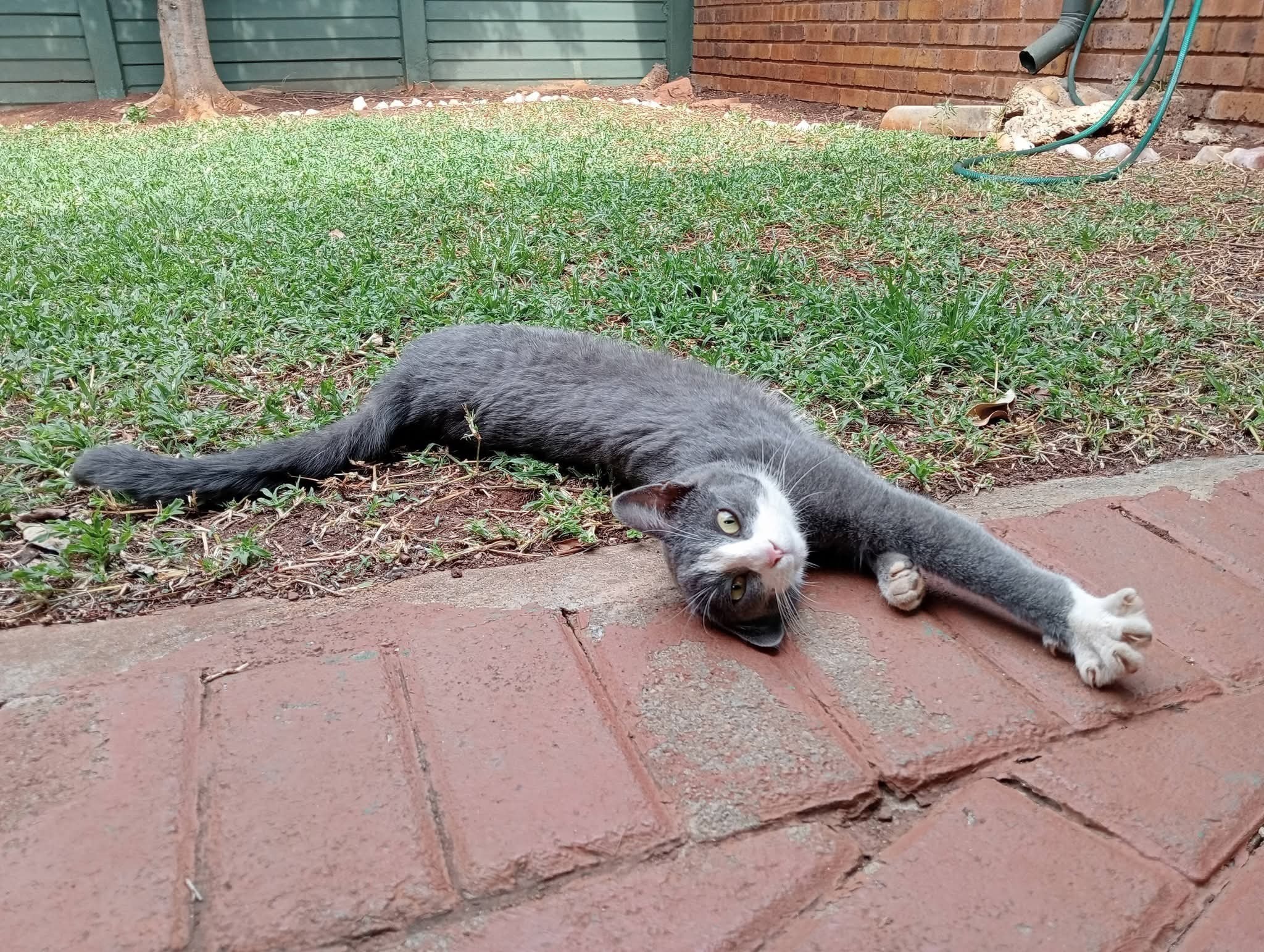 Lost Cat: Grey with White Stripe - Centurion
