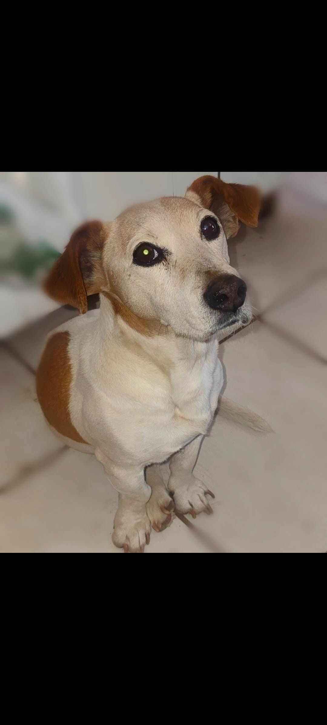 Lost 3-Legged Dog: Help Find Ore!