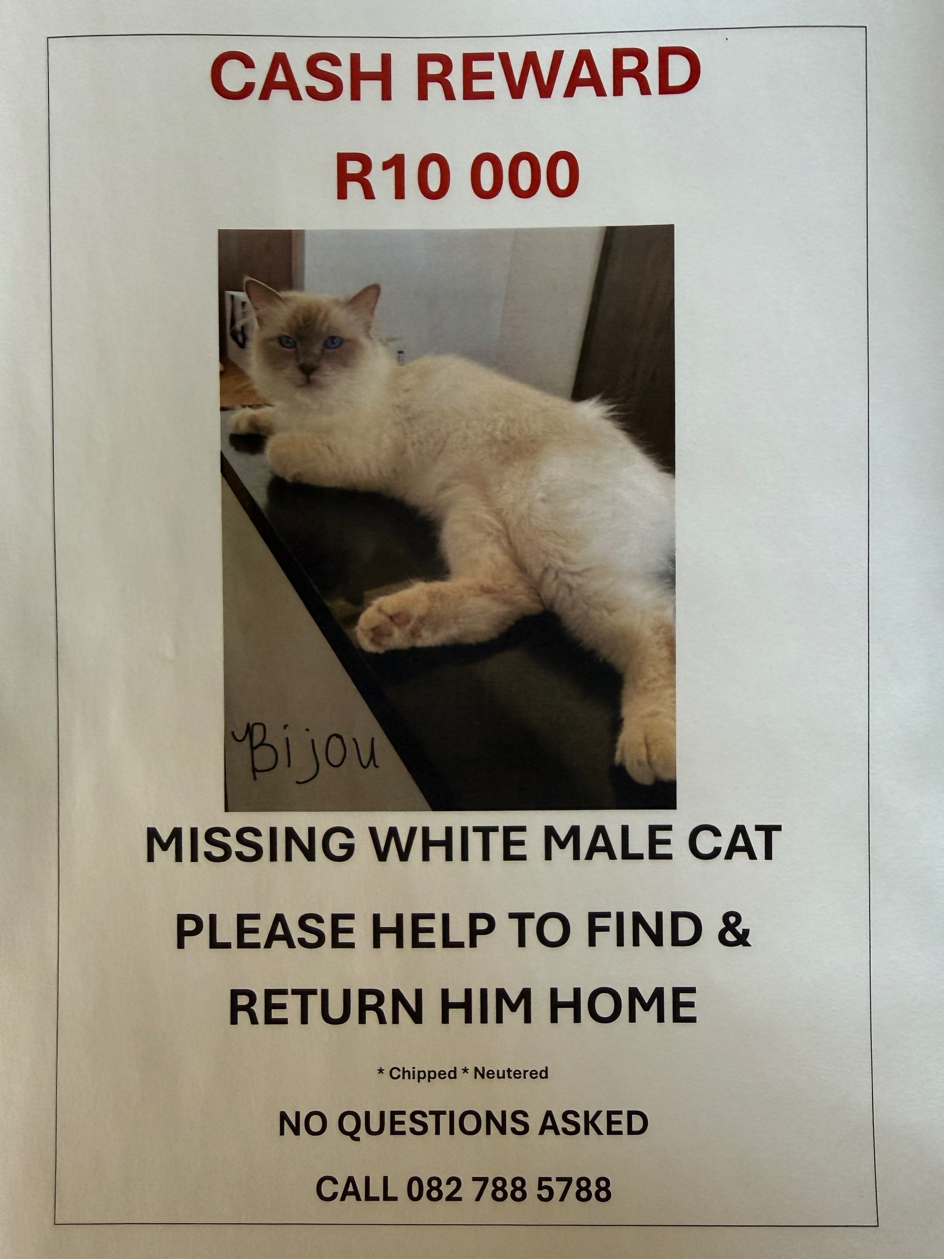 Lost Birman Cat: Blue Eyes in Tamboerskloof