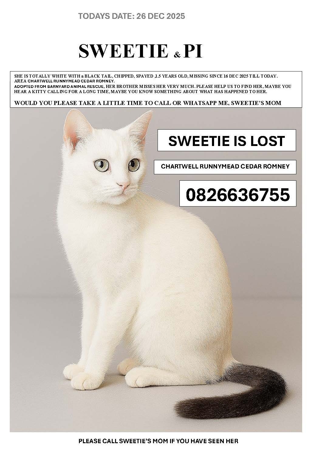 Lost Cat: White with Black Tail, Chartwell