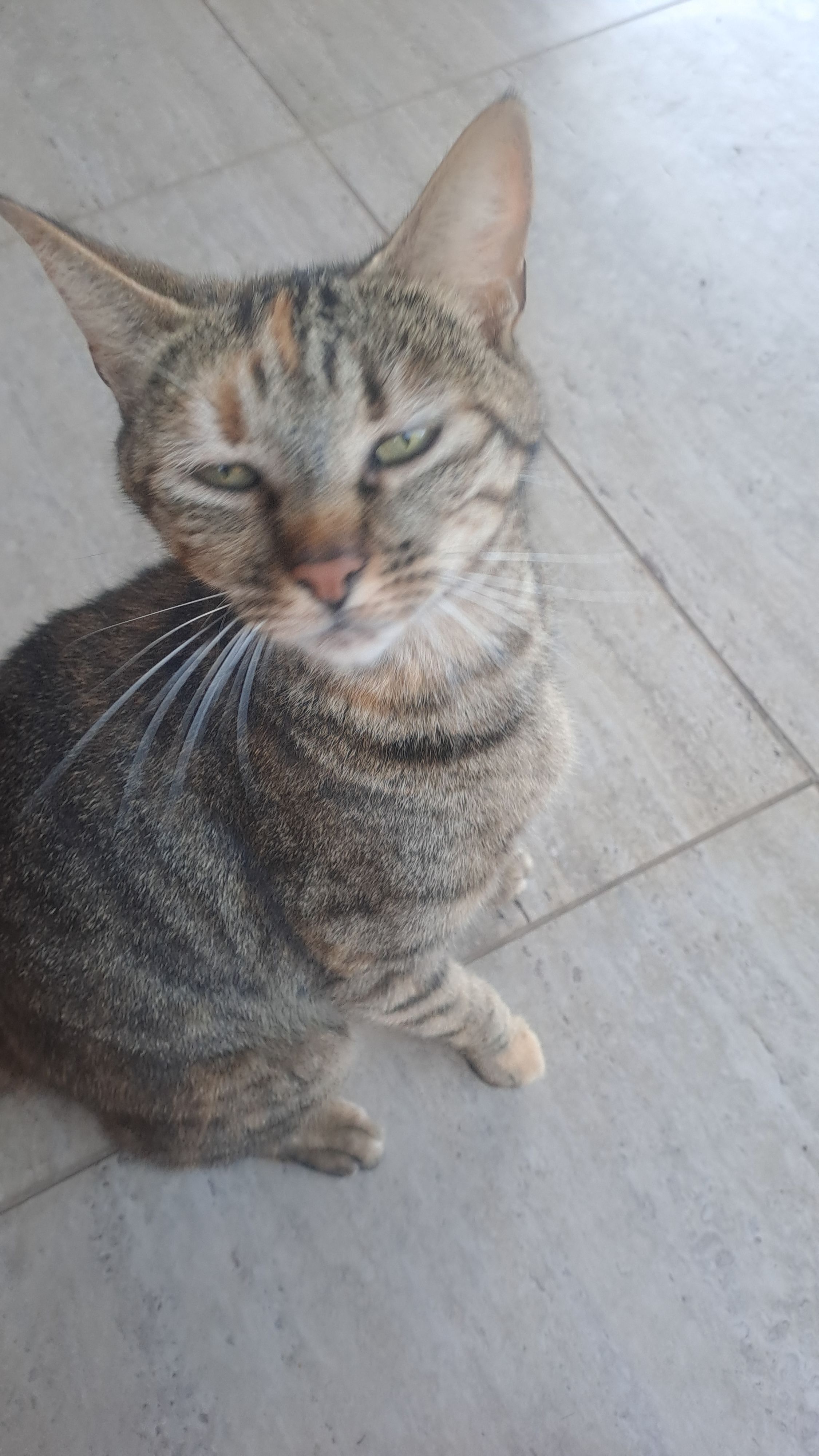 Friendly Female Tortoise Tabby...