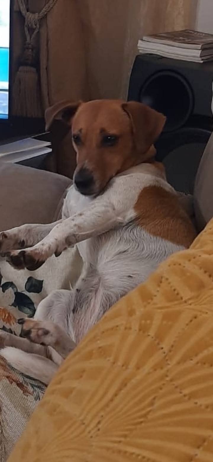 Lost Jack Russell on Mercutio...