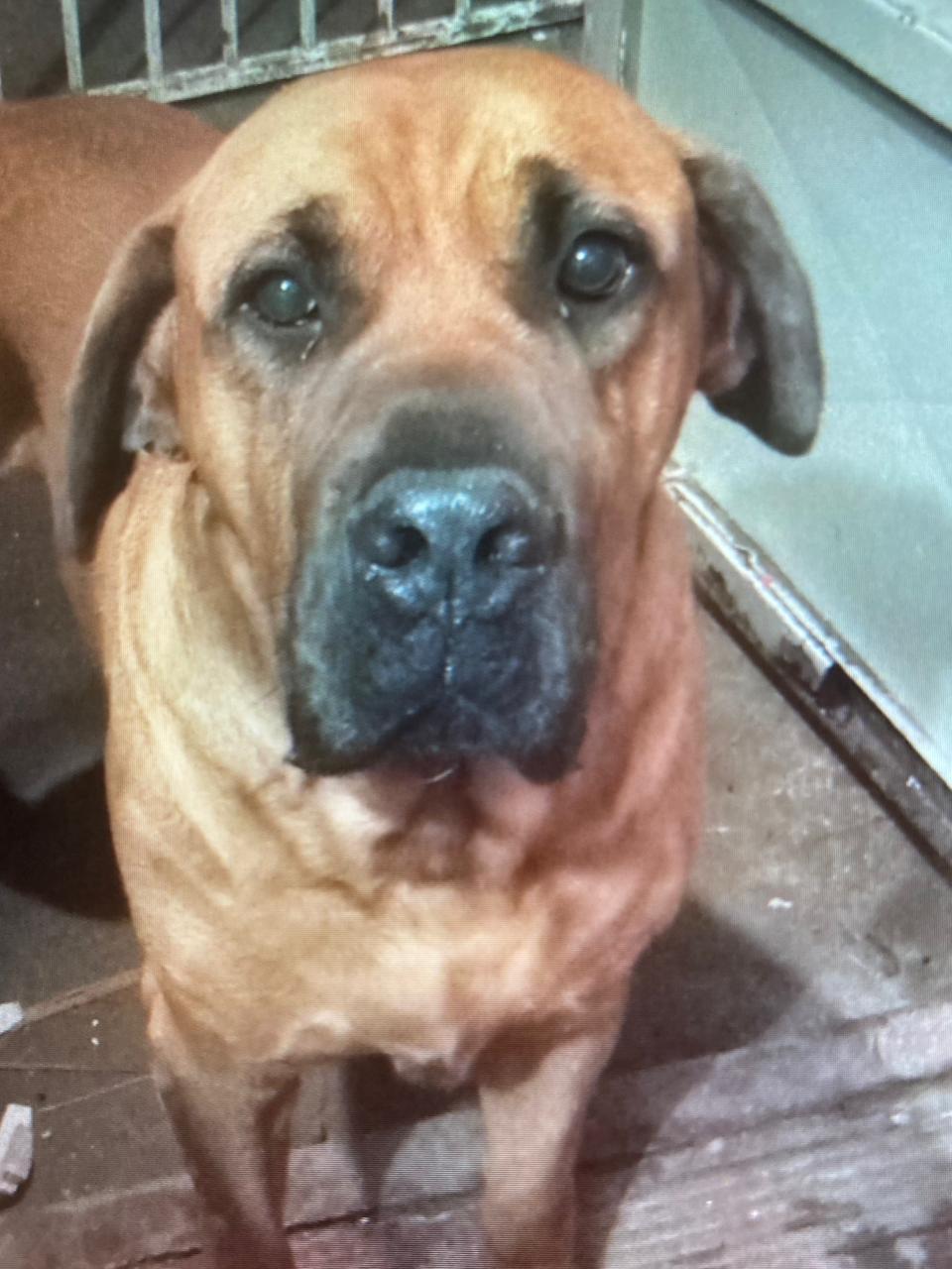 Lost Boerboel: Leo Missing in Welkom