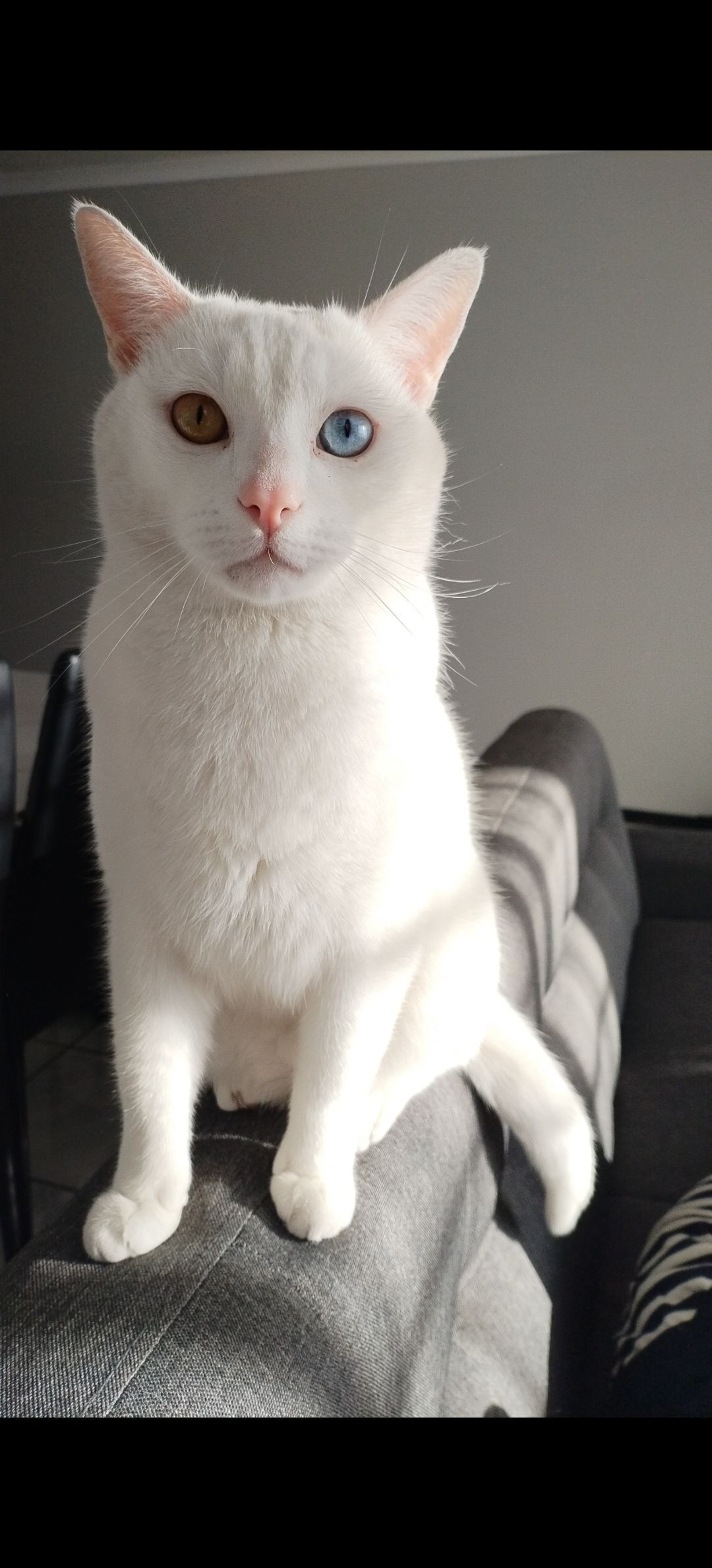 Lost Cat Alert: Snowy Missing in Centurion