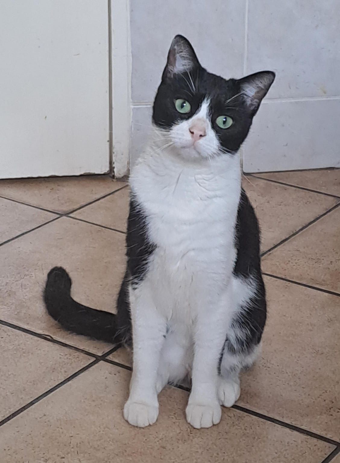 Lost Cat: Black & White, Green Eyes